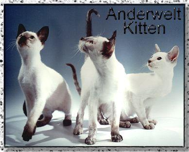 Anderwelt_Kittens_1