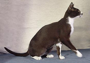 EnchanticaPrinzKibito09